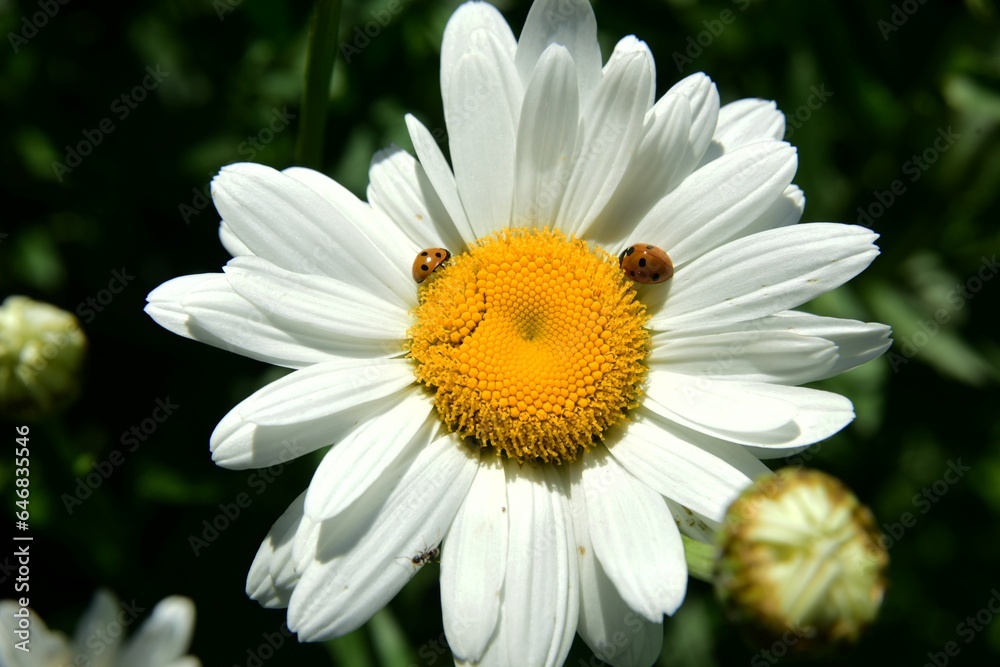 Flowering of daisies. Oxeye daisy, White daisy on green field in garden Flowering of daisies. Oxeye daisy, White daisy on green field in garden
