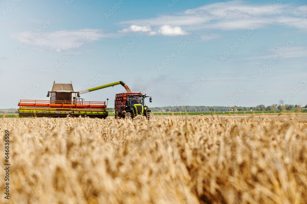 Fototapeta premium Agriculture field with heavy machinery ready to hrvest during harvesting season in the end of summer
