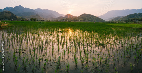  Rice fields illuminated by dawn light in Mai Chau Valley, Vietnam.