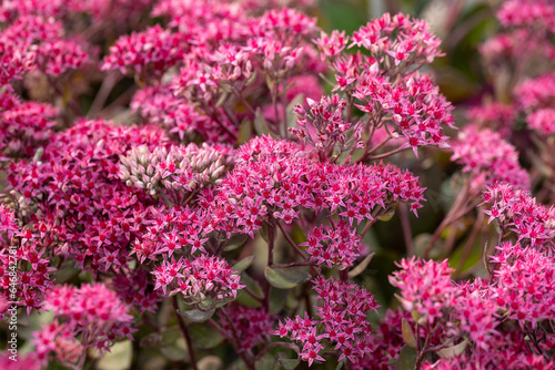 Photos Sedum “Thunderhead” flowers