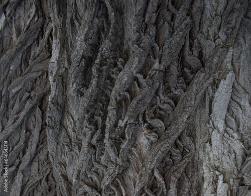 twisting cracks in the crown of a tree made of bark in patterns of deep lines of destruction.