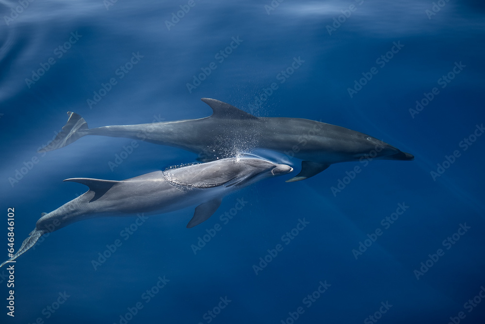 Two bottlenose dolphins swimming near the surface Two bottlenose dolphins swimming near the surface