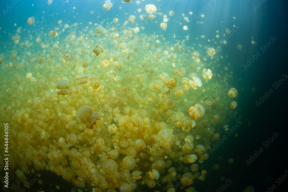 Obraz premium Endemic golden jellyfish, Mastigius sp., thrive in Palau's famous Jellyfish Lake, a saltwater lake hidden in a large limestone island. This jellyfish are physicallyand morphologically distinct.