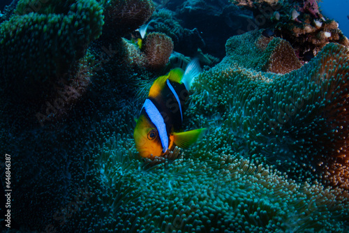 An Orange-fin anemonefish  Amphiprion chrysopterus  swims among the tentacles of its host anemone on a coral reef in Palau. This beautiful fish is one of four anemonefish species found in Palau.