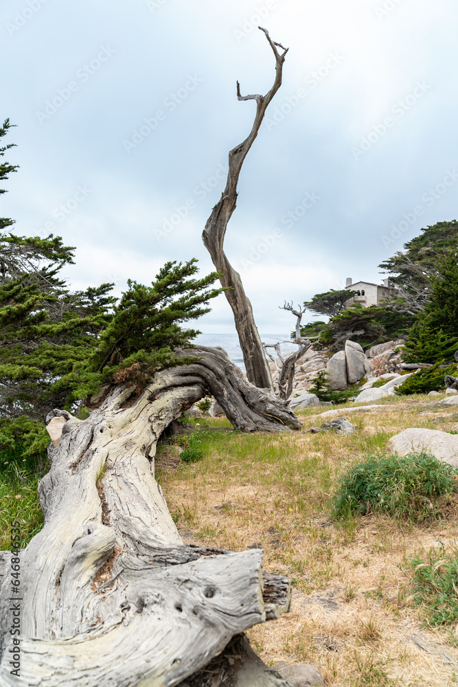 cypress tree trunk split in half. the thin half standing upright towards sky and the other lying on ground at pebble beach along 17 mile drive in California usa