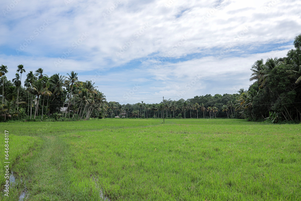 rice field and sky