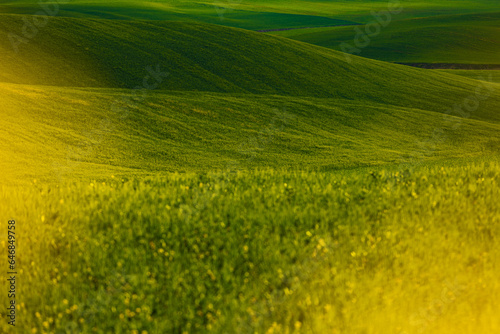 Green landscape hills in Tuscany, Italy