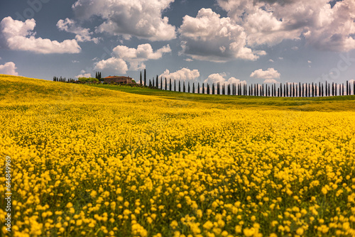 Poggio Covili Farmhouse arounded by yellow flowers in the field