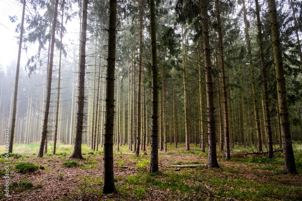 Ein Blick in den Wald bei leichtem Nebel Ein Blick in den Wald bei leichtem Nebel