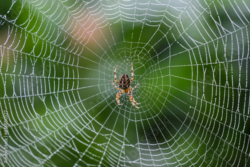 Spinne im Spinnennetz voller Tropfen