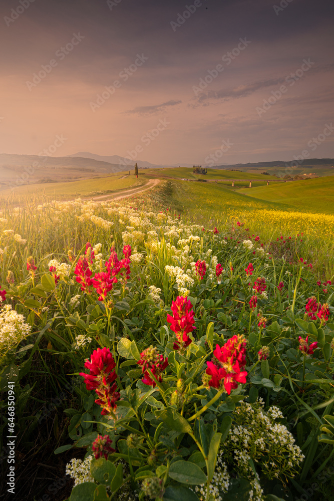 Fototapeta premium Spring landscape with pathway in the hills of Val d'Orcia