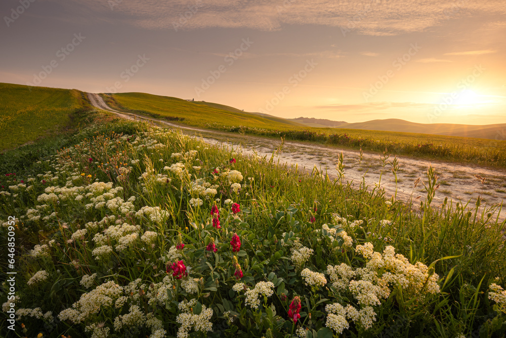 Fototapeta premium Spring landscape with pathway in the hills of Val d'Orcia