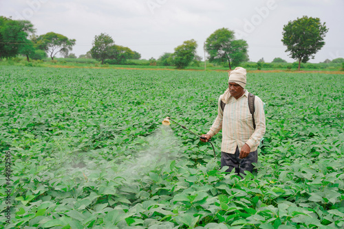 Indian farmer applying fertilizer and pesticide on lush, beautiful fields of soybeans
