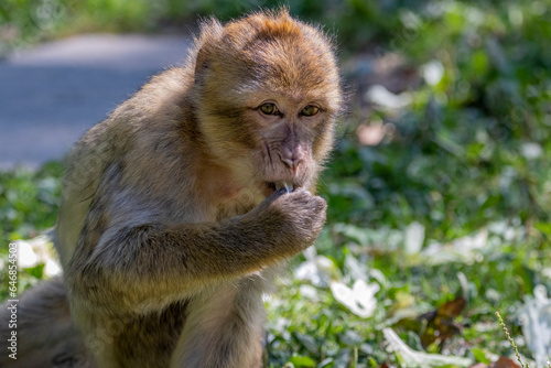 Barbary macaques are together in a park on Lake Constance