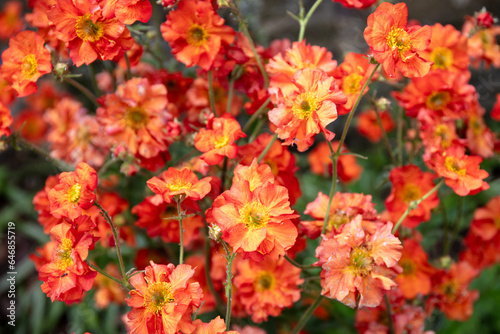 Close-up of red flowers of Geum, Mai Tai © MassimilianoF