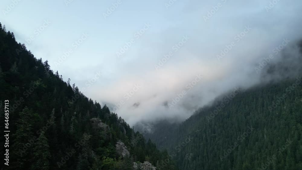 Aerial View of Misty Forests. Green Trees in the Forest with Fog and Mountains. Drone view. Shot in Rize Turkey Aerial View of Misty Forests. Green Trees in the Forest with Fog and Mountains. Drone view. Shot in Rize Turkey