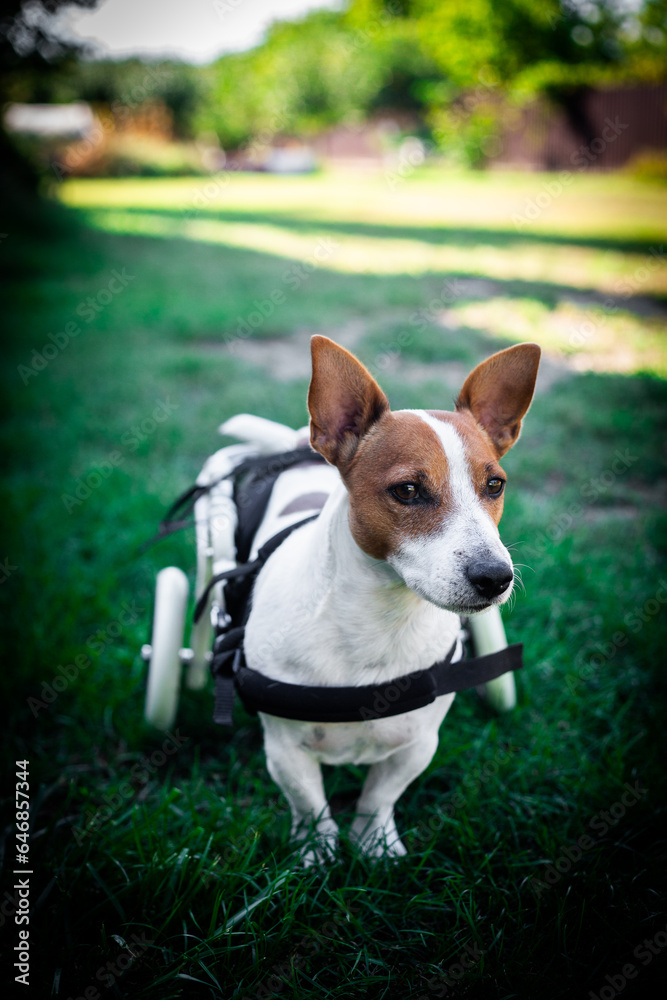Disabled dog on a wheelchair. Jack Russell terrier on a wheelchair