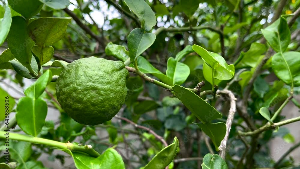 Green limes on a tree / Fresh lime citrus fruit high vitamin C in the garden farm agricultural with nature green blur background at summer Green limes on a tree / Fresh lime citrus fruit high vitamin C in the garden farm agricultural with nature green blur background at summer