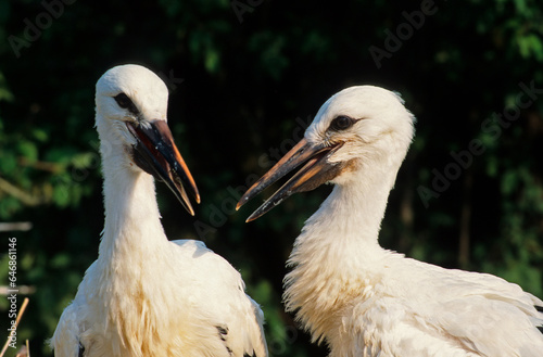 Cigogne blanche, jeune , nid, .Ciconia ciconia,  White Stork,