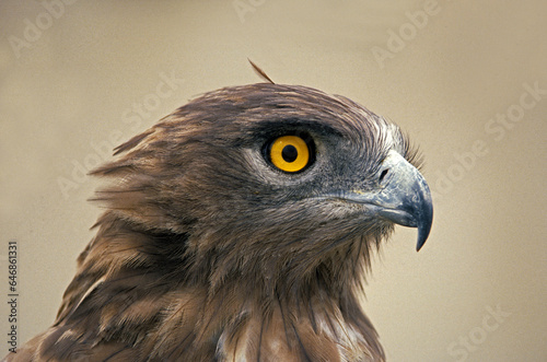 Circaète Jean le Blanc,.Circaetus gallicus, Short toed Snake Eagle photo