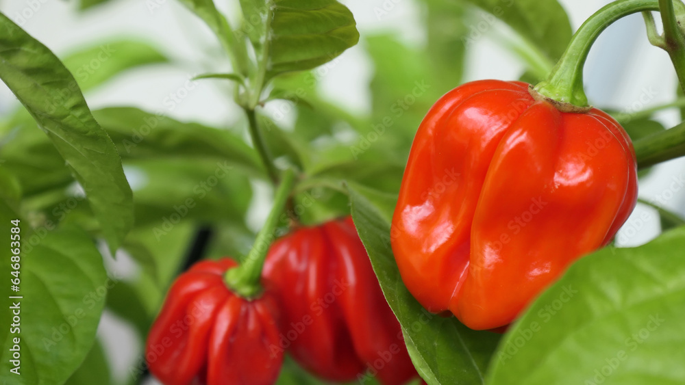 Red hot chili pebbers on a plant - ripe and ready to pick and use in spicy food Red hot chili pebbers on a plant - ripe and ready to pick and use in spicy food