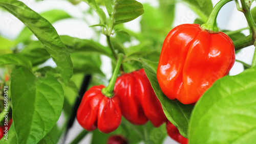 Red hot chili pebbers on a plant - ripe and ready to pick and use in spicy food