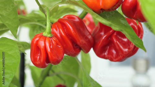 Red hot chili pebbers on a plant - ripe and ready to pick and use in spicy food