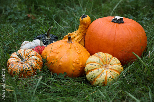 Various colorful pumpkins on grass in an autumn garden.