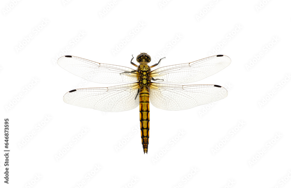 Dragonfly isolated on white Dragonfly isolated on white
