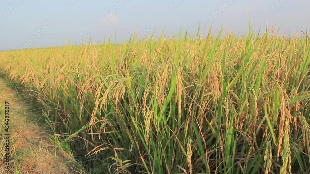 Golden rice fields swaying with wind blow and caught exposure to sunlight Golden rice fields swaying with wind blow and caught exposure to sunlight