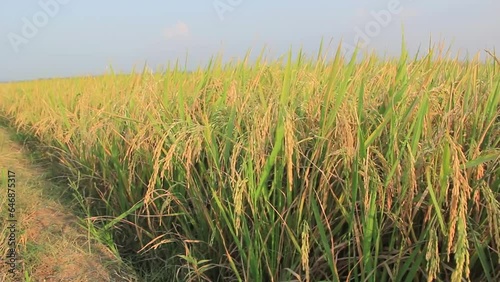 Golden rice fields swaying with wind blow and caught exposure to sunlight