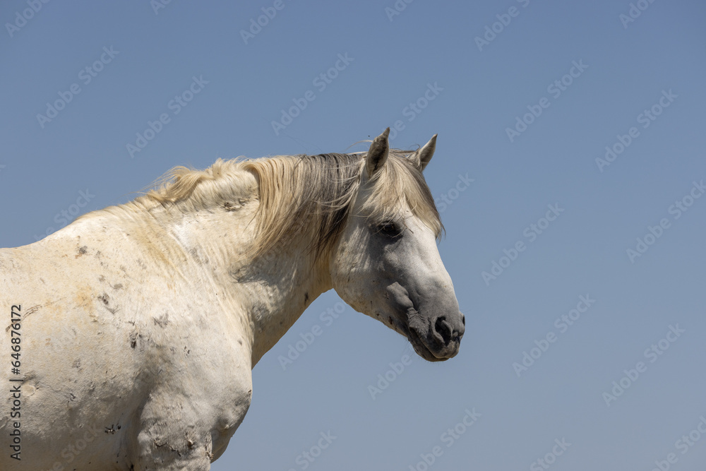 Wild Horse in the Wyoming Desert in Summer Wild Horse in the Wyoming Desert in Summer