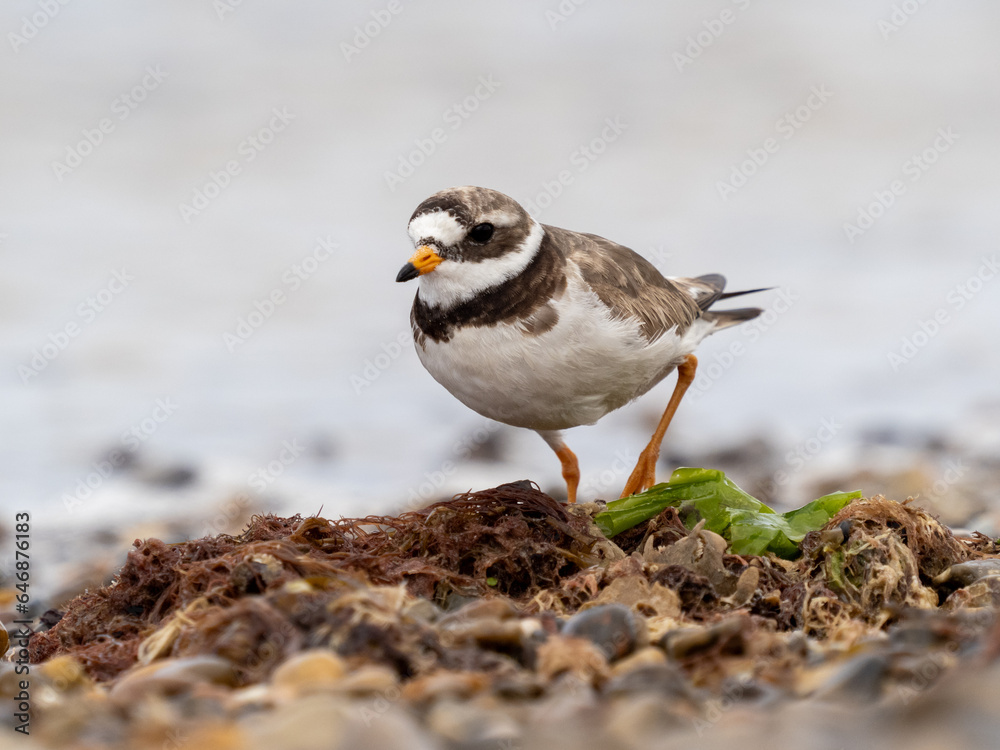 Adult ringed plover on a pebble beach with green and brown water plants looking at the camera Adult ringed plover on a pebble beach with green and brown water plants looking at the camera