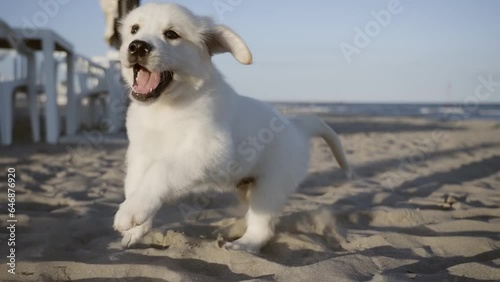 Puppy dog runs playing on the sand