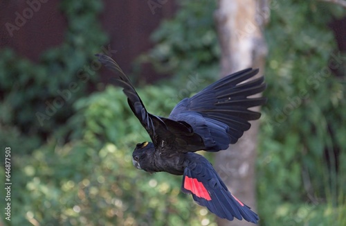 Red-tailed black cockatoo (Calyptorhynchus banksii)