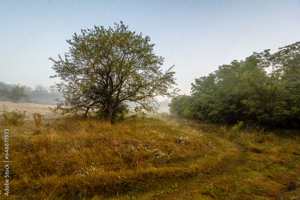 a large lush tree of a round shape, near a dirt road, on a hill on which there is thick morning fog, against the background of a blue sky a large lush tree of a round shape, near a dirt road, on a hill on which there is thick morning fog, against the background of a blue sky
