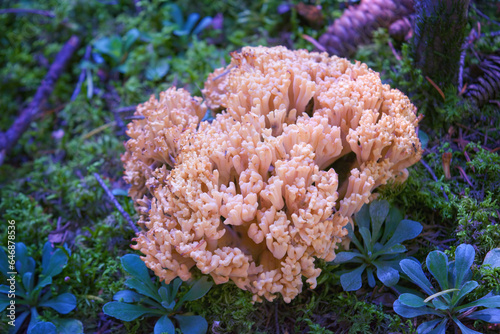 Ramaria pallida white mushroom in the forest coming out of the moss green.