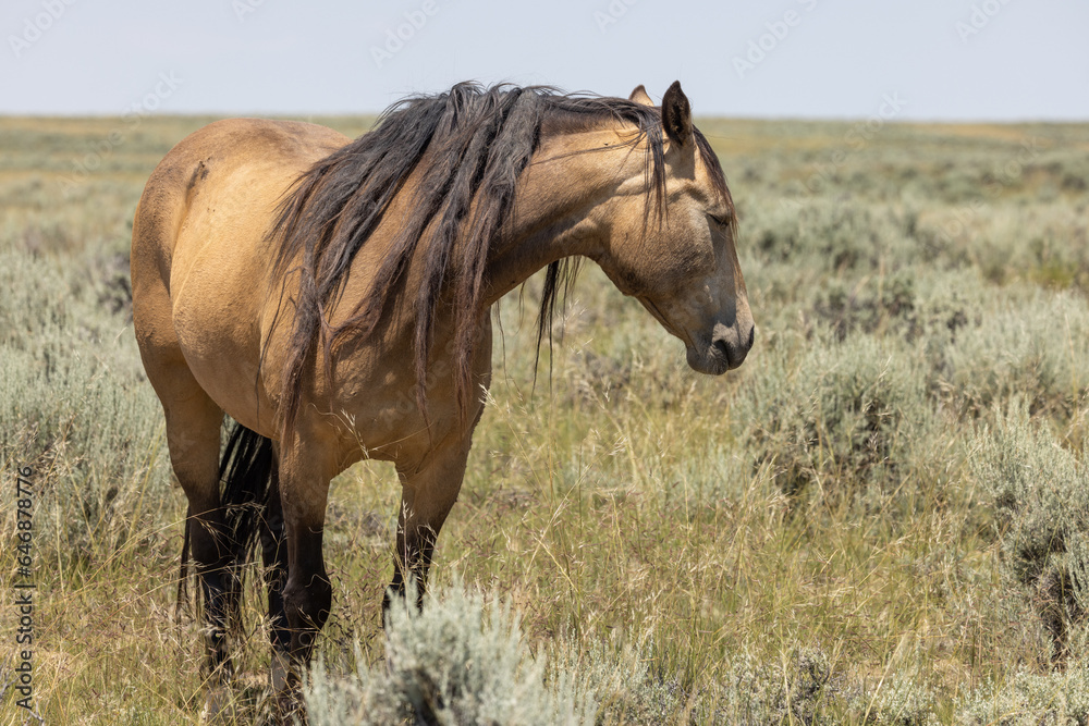 Wild Horse in the Wyoming Desert in Summer Wild Horse in the Wyoming Desert in Summer