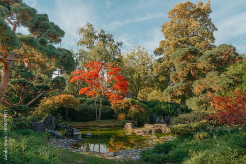 Beautiful Japanese Garden and red trees at autumn seson. A burst of fall color with pond reflections.
