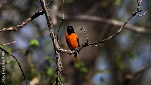 Baltimore oriole (Icterus galbula) perched on a tree branch singing a song during early spring.
 photo