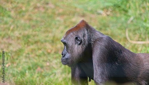 Western Lowland Gorilla (Gorilla gorilla gorilla)