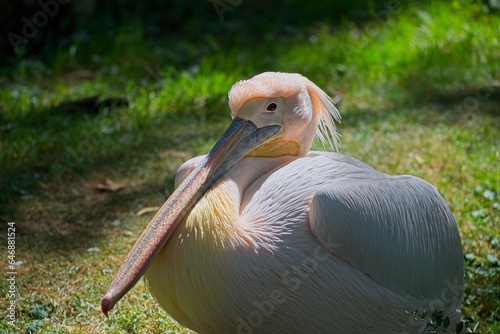 Great white pelican (Pelecanus onocrotalus)