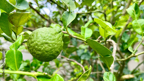 Green limes on a tree / Fresh lime citrus fruit high vitamin C in the garden farm agricultural with nature green blur background at summer