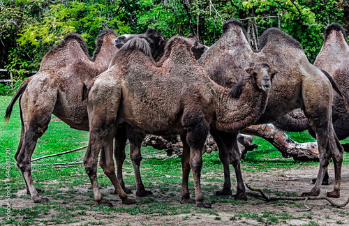 Bactrian camels on the lawn. Latin name - Camelus bactrianus