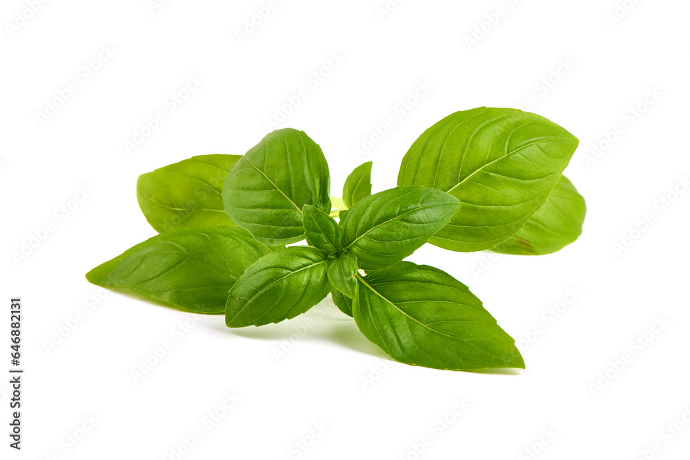 Sweet Basil leaves, fresh condiments, isolated on white background. - obrazy, fototapety, plakaty 