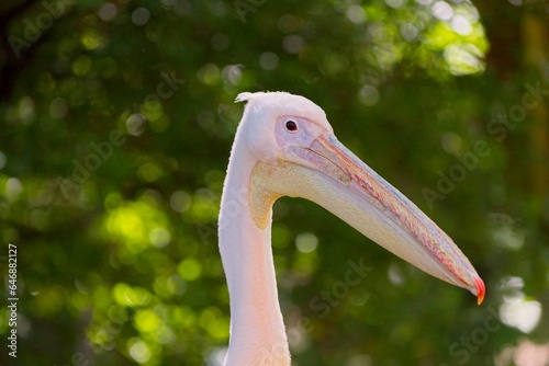 Great white pelican (Pelecanus onocrotalus)