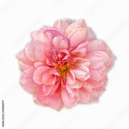 Beautiful pink rose on white background. Pink rose blossom.