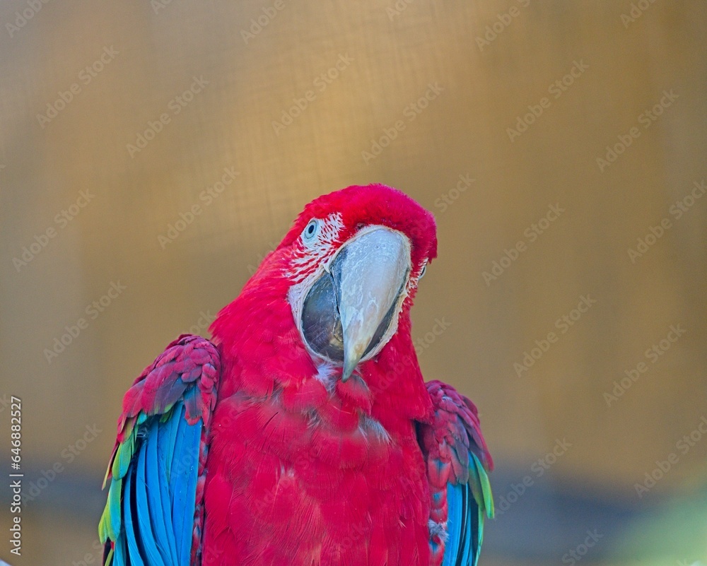 Naklejka premium Scarlet macaw (Ara macao)