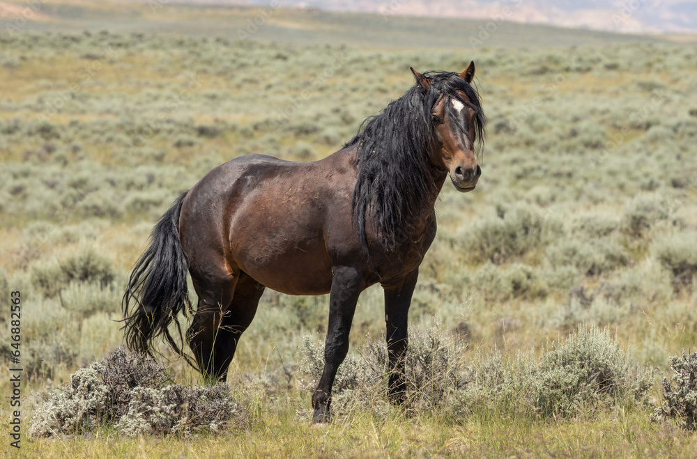 Wild Horse in the Wyoming Desert in Summer Wild Horse in the Wyoming Desert in Summer