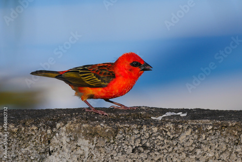 Cute bird of intense red color eating rice grains